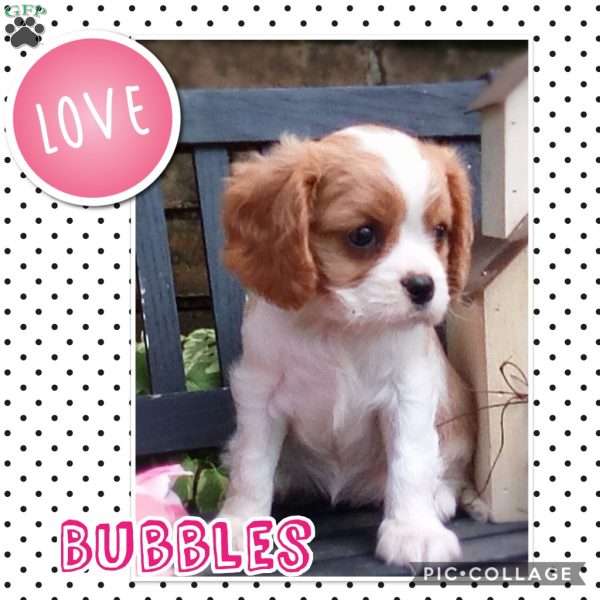 BUBBLES, Cavalier King Charles Spaniel Puppy